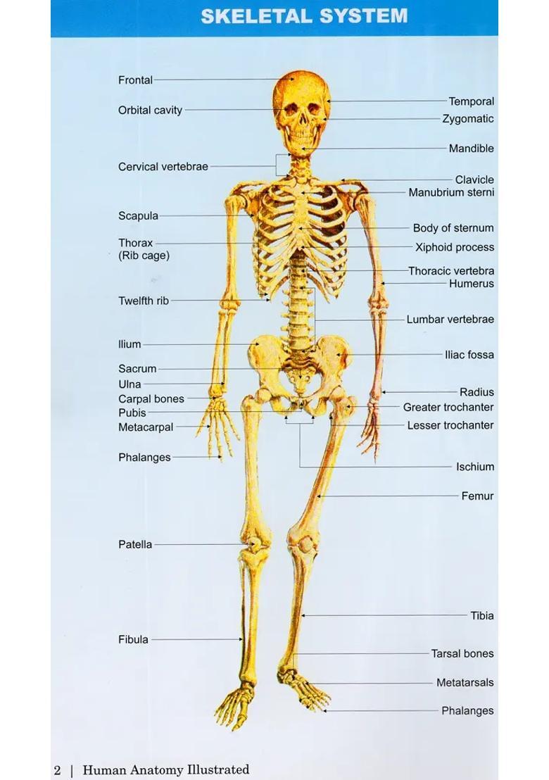 Human Anatomy Illustrated (30 Coloured Illustrations) - Indya