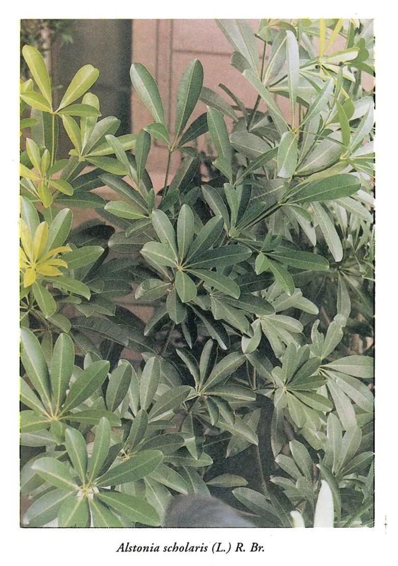 Potential Antimalarial Herbal Drugs from South Eastern India Bihar and Orissa States - Indya