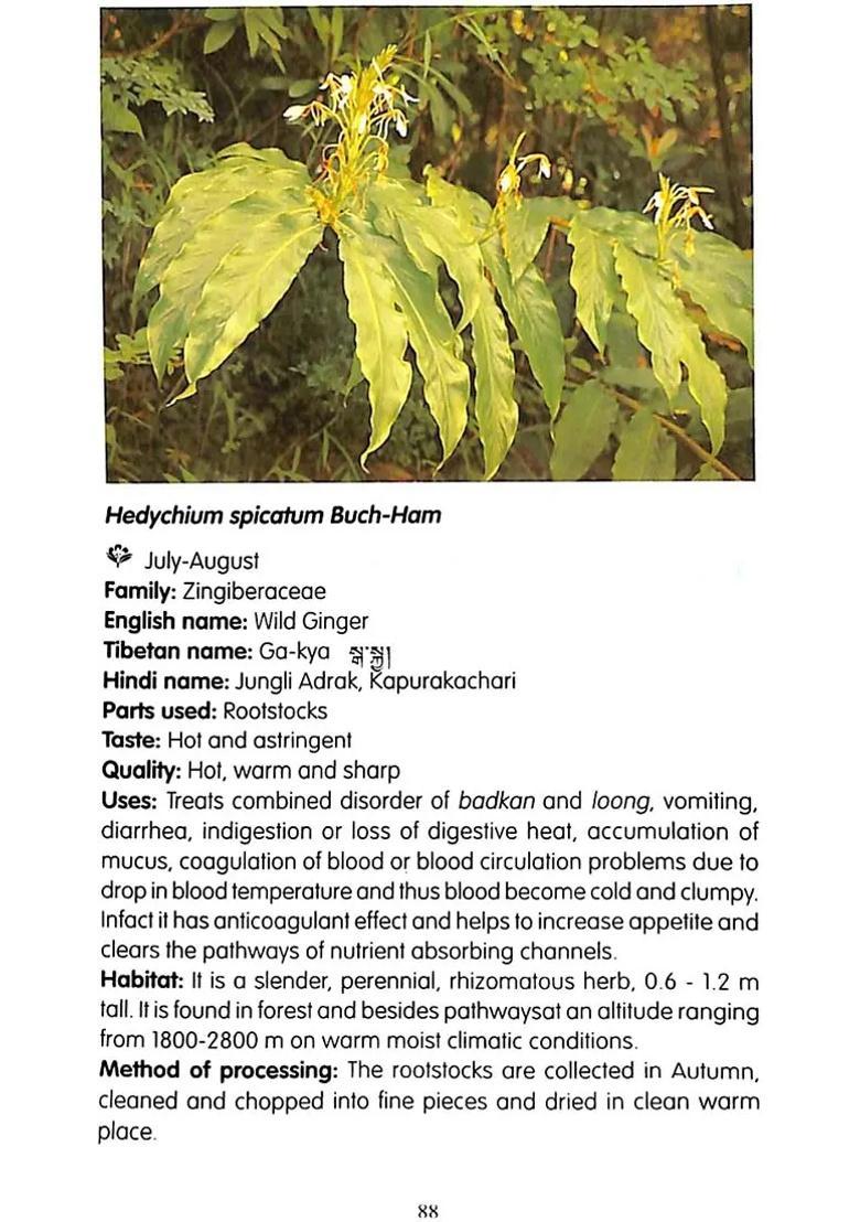 A Handbook of Tibetan Medicinal Plants - Indya