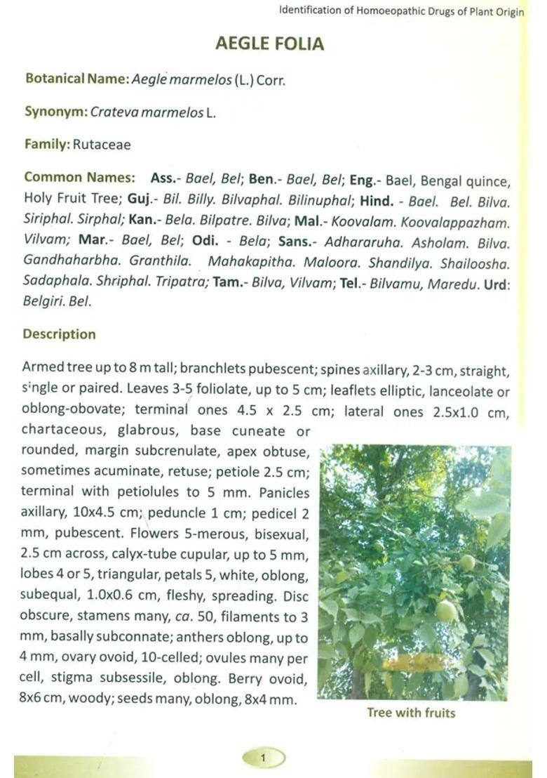 Identification of Homoeopathic Drugs Plant Origin - Indya