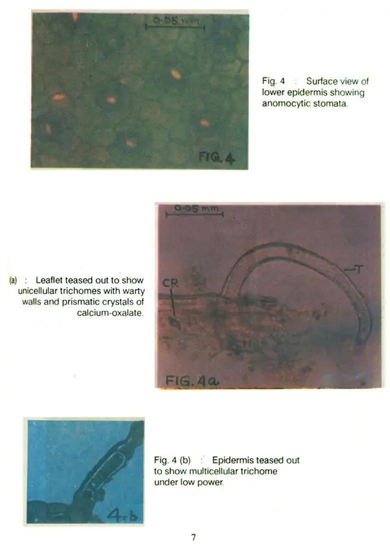A Proving of Aegle Folia - Incorporating Clinically Verified Symptoms - Indya