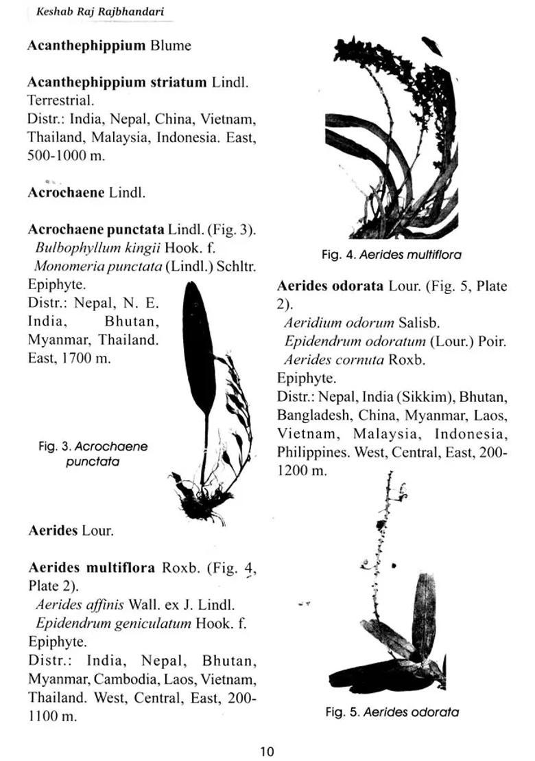 A Handbook of the Orchids Nepal - Indya