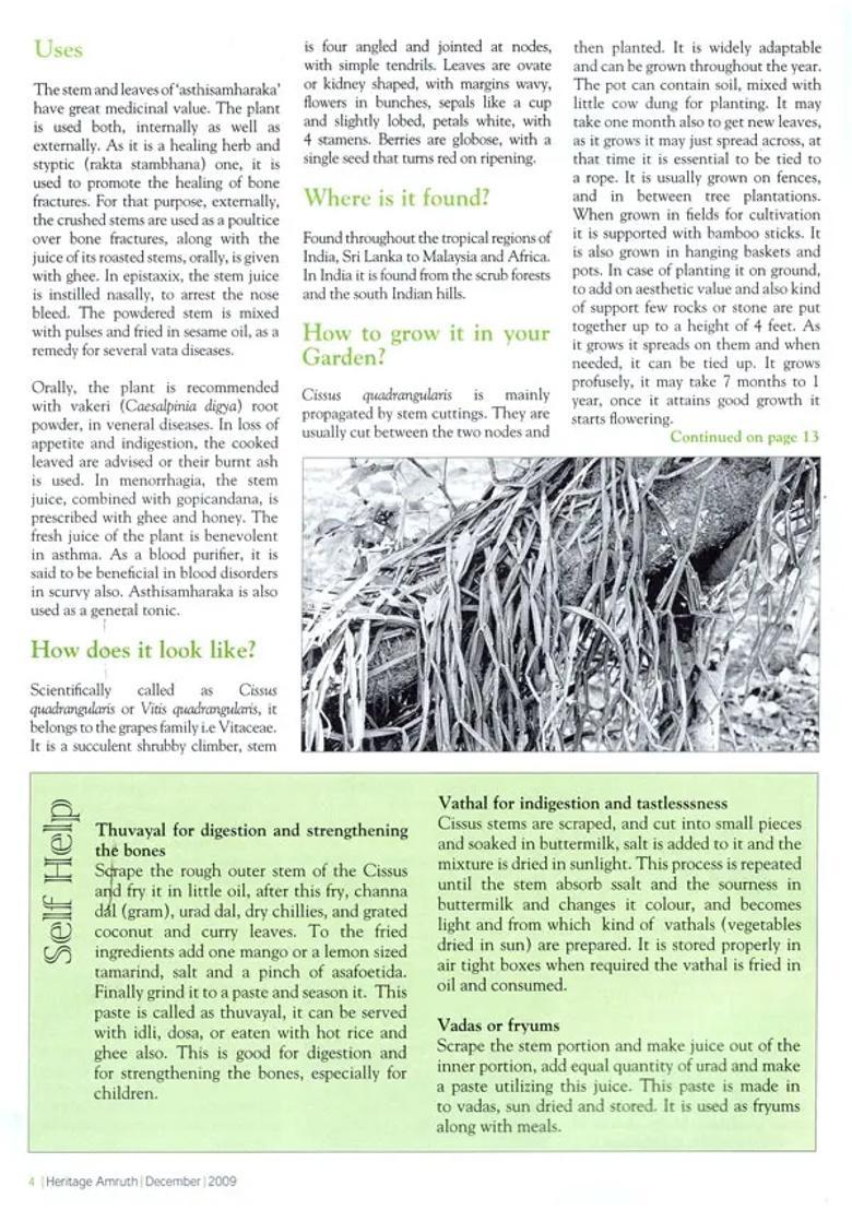 Folk Healers (Heritage Amruth) - Indya