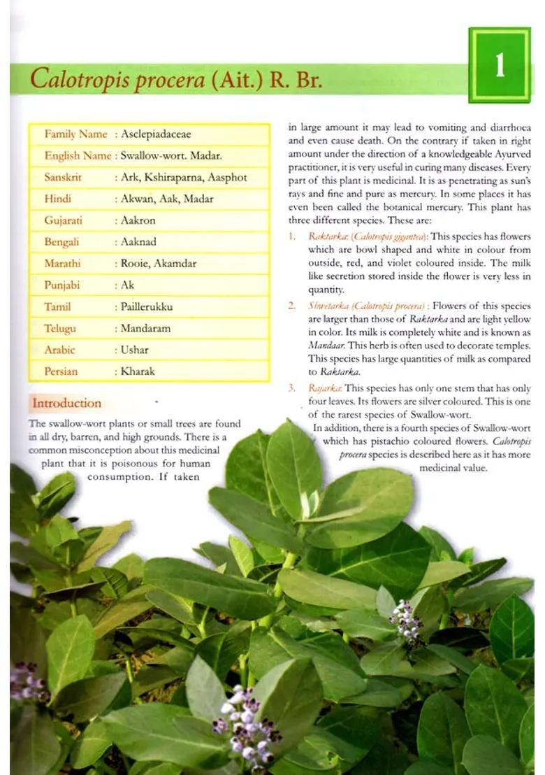 Secrets of Indian Herbs for Good Health - Indya