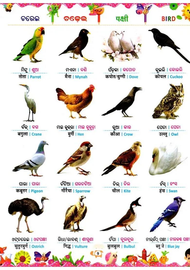 Four Language Picture Book Oriya English And Hindi - Indya