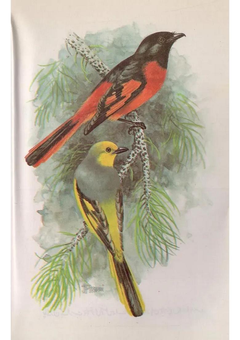 Our Winged Friends In Urdu - Indya