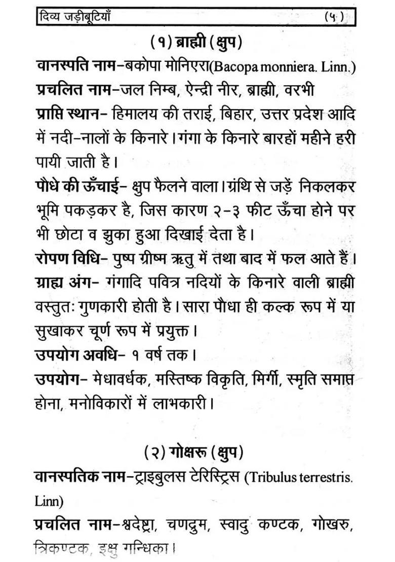 Divine Herbs - Indya