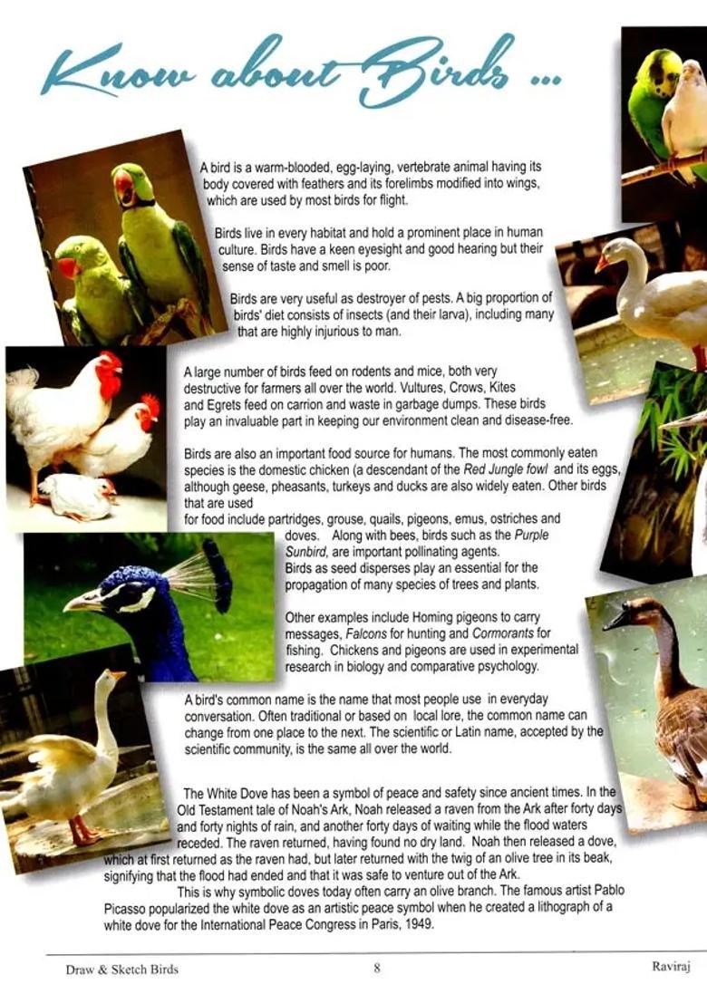 Draw & Sketch Birds: A Comprehensive Guide to Drawing & Sketching and How to Maximise Youfi-Potential - Indya