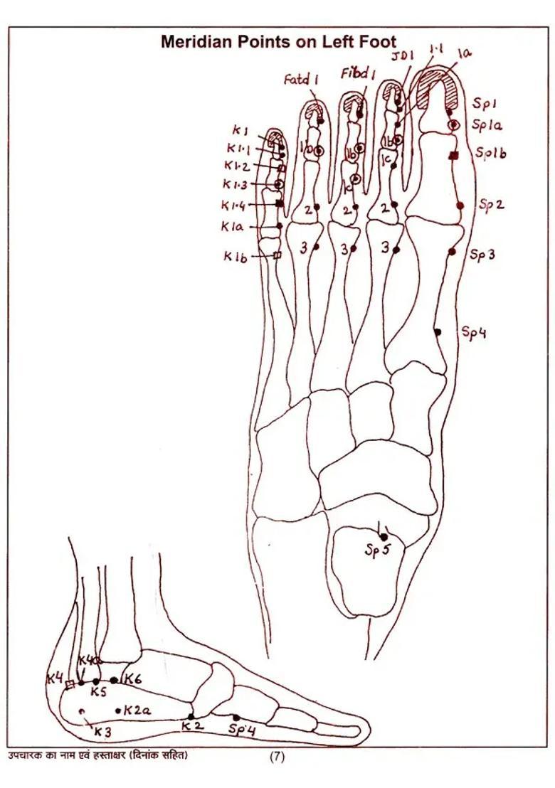 Electro- Acupressure- Charts Booklet (EAV) - Indya