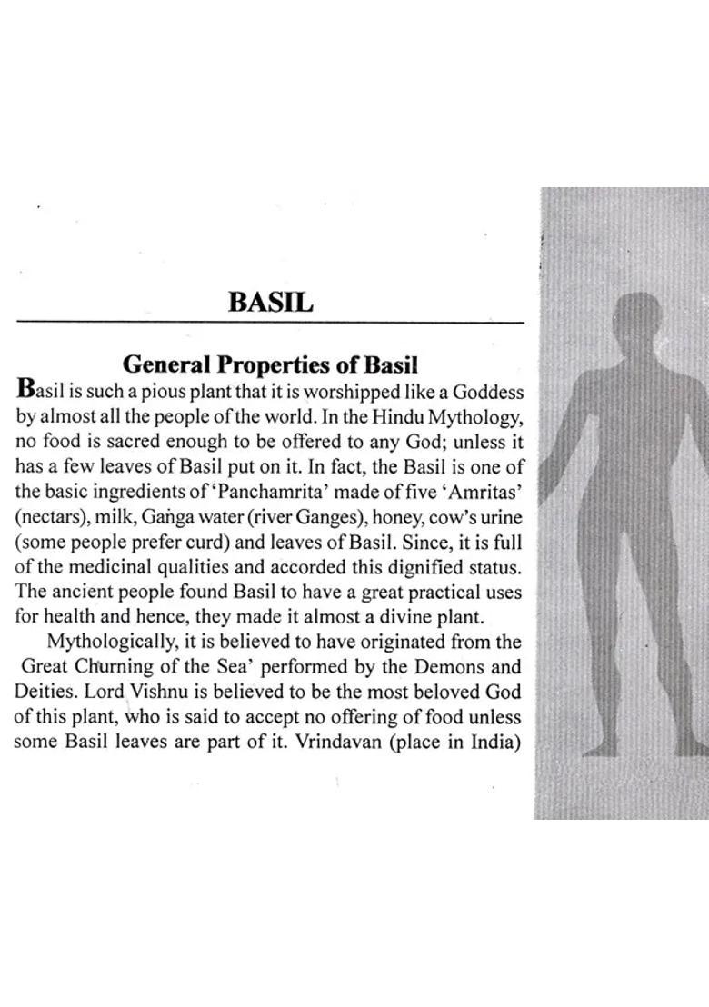 Improve Your Health with Basil Margosa (A Practical Guide for Everyone) - Indya