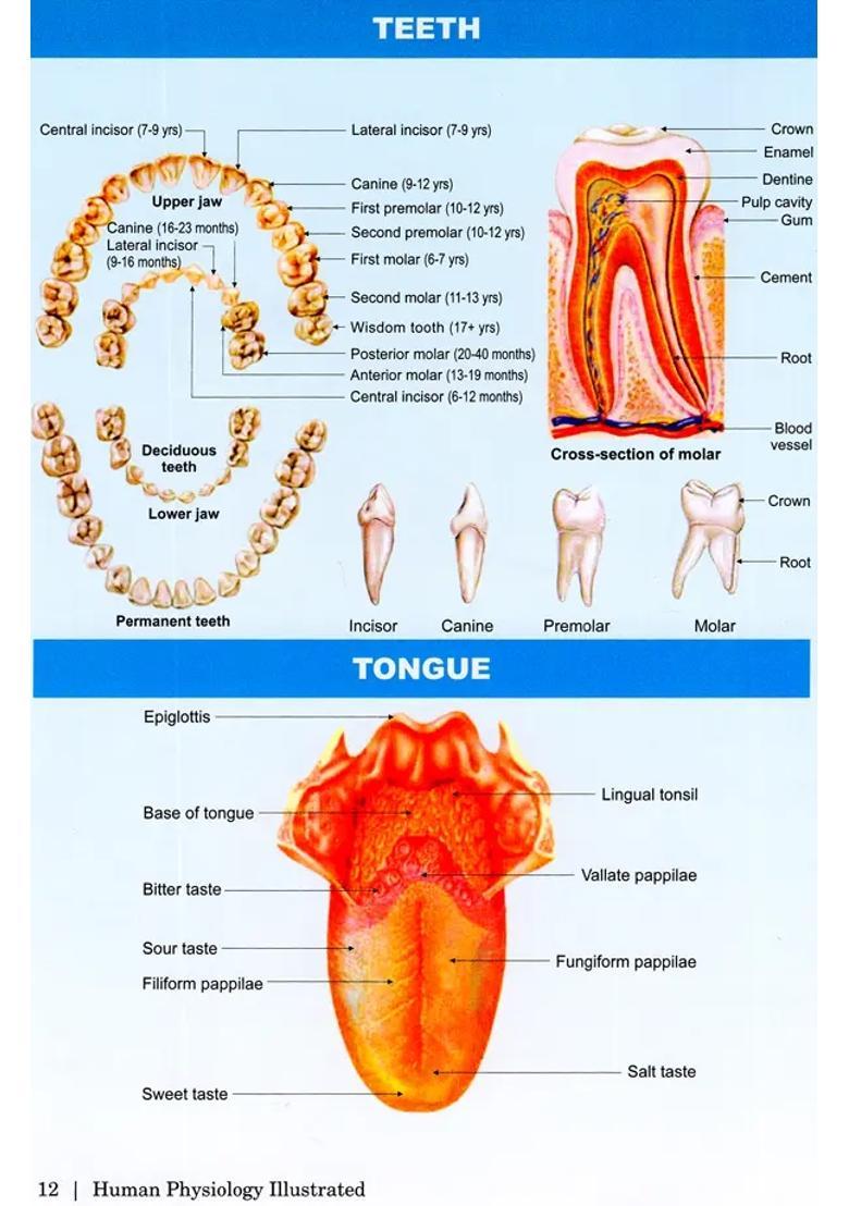 Human Anatomy Illustrated (30 Coloured Illustrations) - Indya