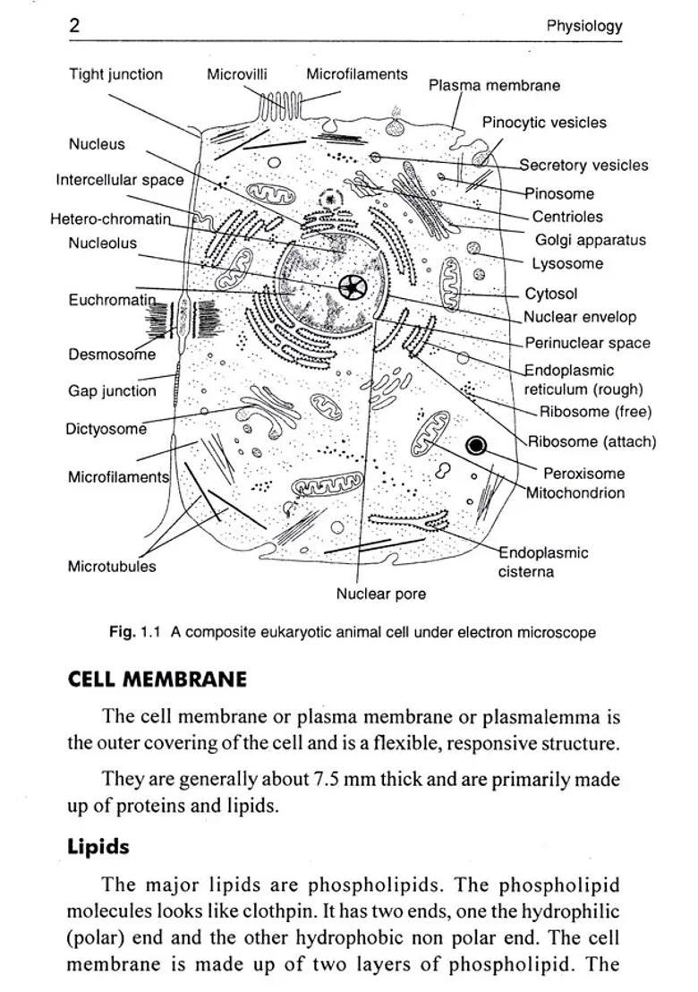 The Handbook of Physiology (Question Answer Format) - Indya