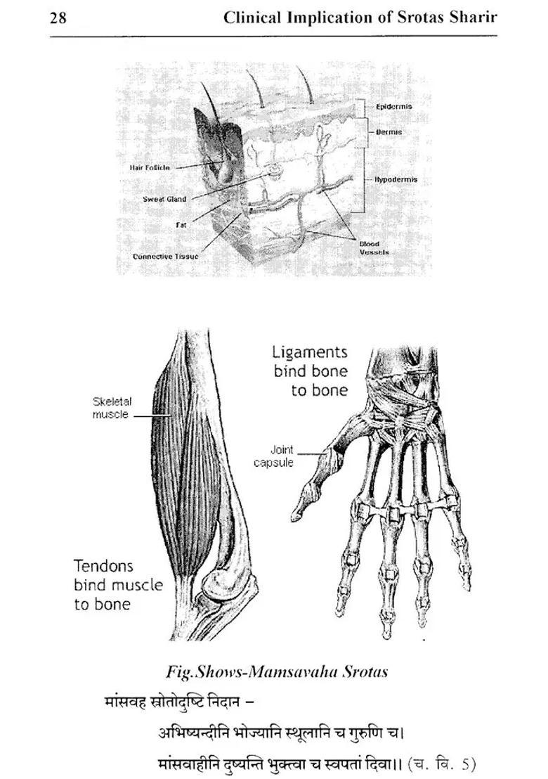 Clinical Implication Of Srotas Sharir - Indya
