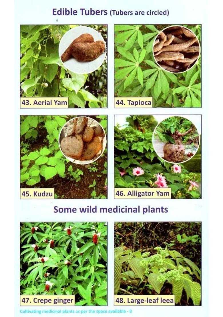 Cultivating Medicinal Plants As per the Space Available - Indya