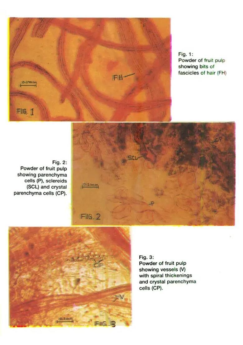A Proving of Aegle Marmelos - Incorporating Clinically Verified Symptoms (Monograph) - Indya