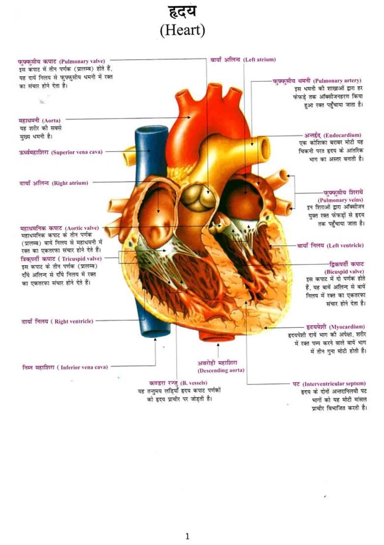 Midline Medical Dictionary in Most Easily Understandable Language (English- English- Hindi) - Indya