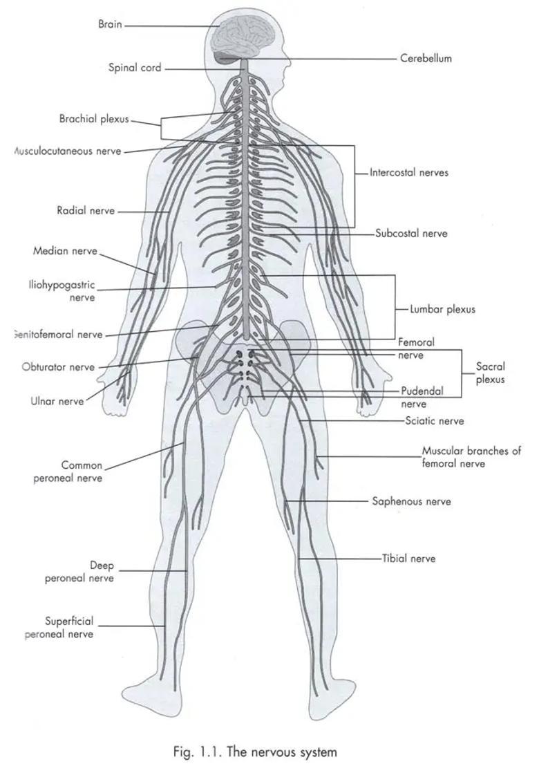 Chi Nei Tsang and Microcurrent Therapy (Engery Massage for Pain Relief, Self-Healing and Rejuvenation) - Indya