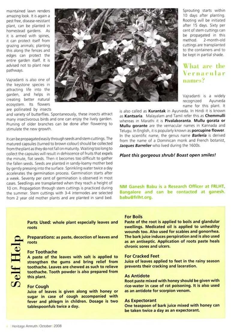 Heritage Amruth (Amruth for Infections) - Indya