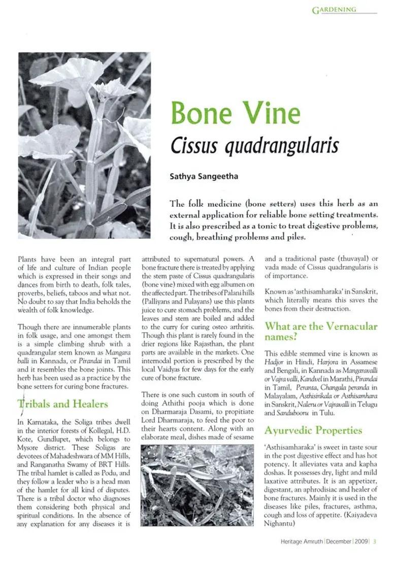 Folk Healers (Heritage Amruth) - Indya