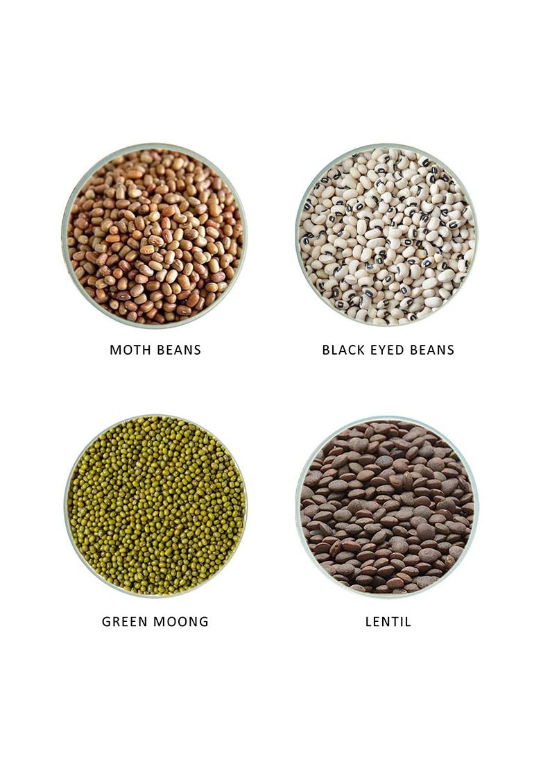 Kush Gold Mixed Whole Pulses For Sprouts/Sprouting Mix Beans (Green Gram, Moth Beans, Cowpea & Whole Red Lentils) (500G Pack)