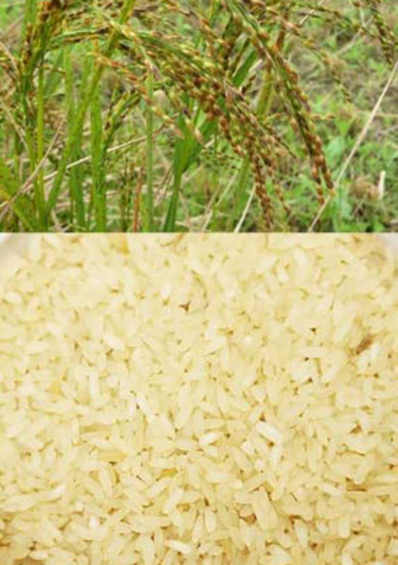 Saara Herbal Fresh Garudan Samba Rice, 950G, Kadaikazhuthan Rice Boiled | Garudan Samba Arisi - Indya