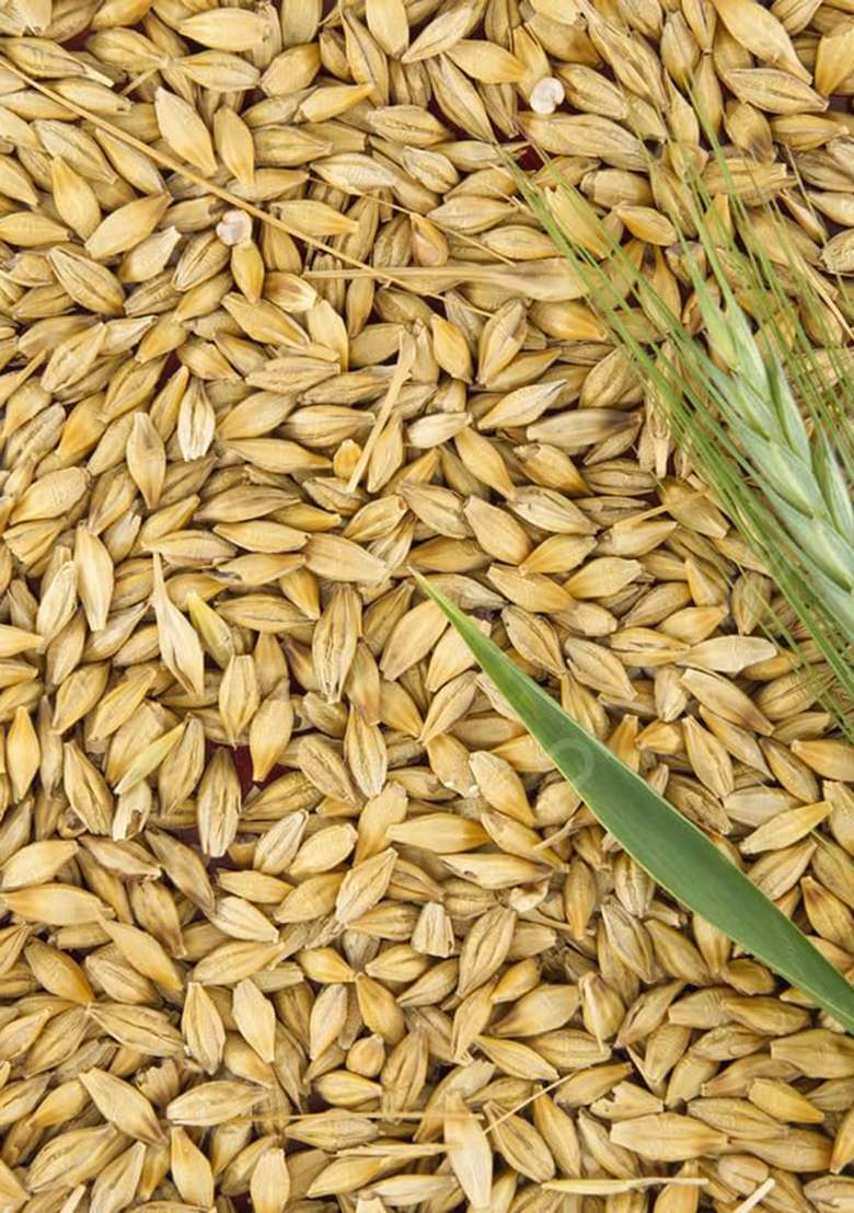 Sindhi Kako Natural Barley Grain Jau Seeds | Rich In Fiber | 400 Gram Pack | Healthy Whole Grain For Wholesome Nutrition - Indya