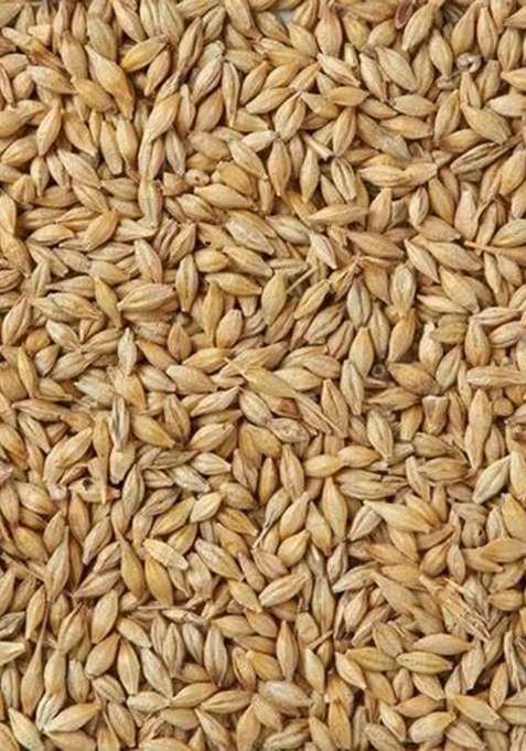 Sindhi Kako Natural Barley Grain Jau Seeds | Rich In Fiber | 400 Gram Pack | Healthy Whole Grain For Wholesome Nutrition