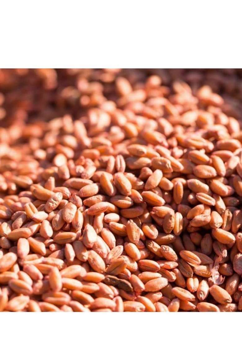 Shri Swastik Organics Pure Red Whole Wheat | Lal Gehu/Gehun Whole | 100% Sortex Free | Pack Of 1 Kg - Indya