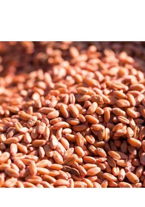 Shri Swastik Organics Pure Red Whole Wheat | Lal Gehu/Gehun Whole | 100% Sortex Free | Pack Of 1 Kg