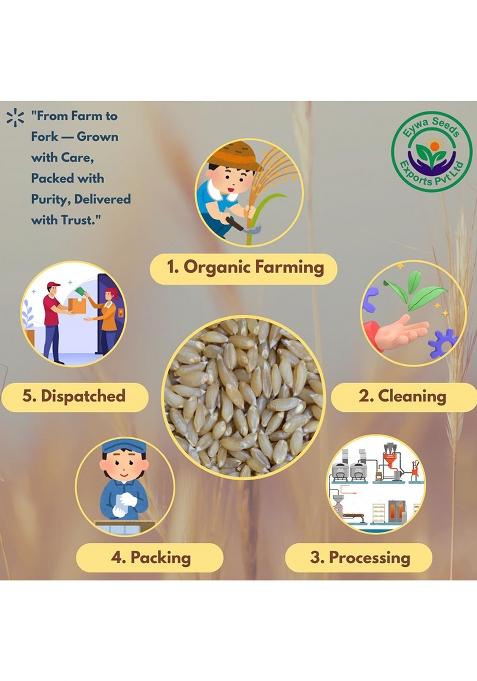 Organic Bansi Bhaliya Whole Wheat Grains (2 Kg) | Whole Grains For Eating And Cooking | |Bansi Bhaliya Daane | Produce Of India From Organic Farms | By Eywa