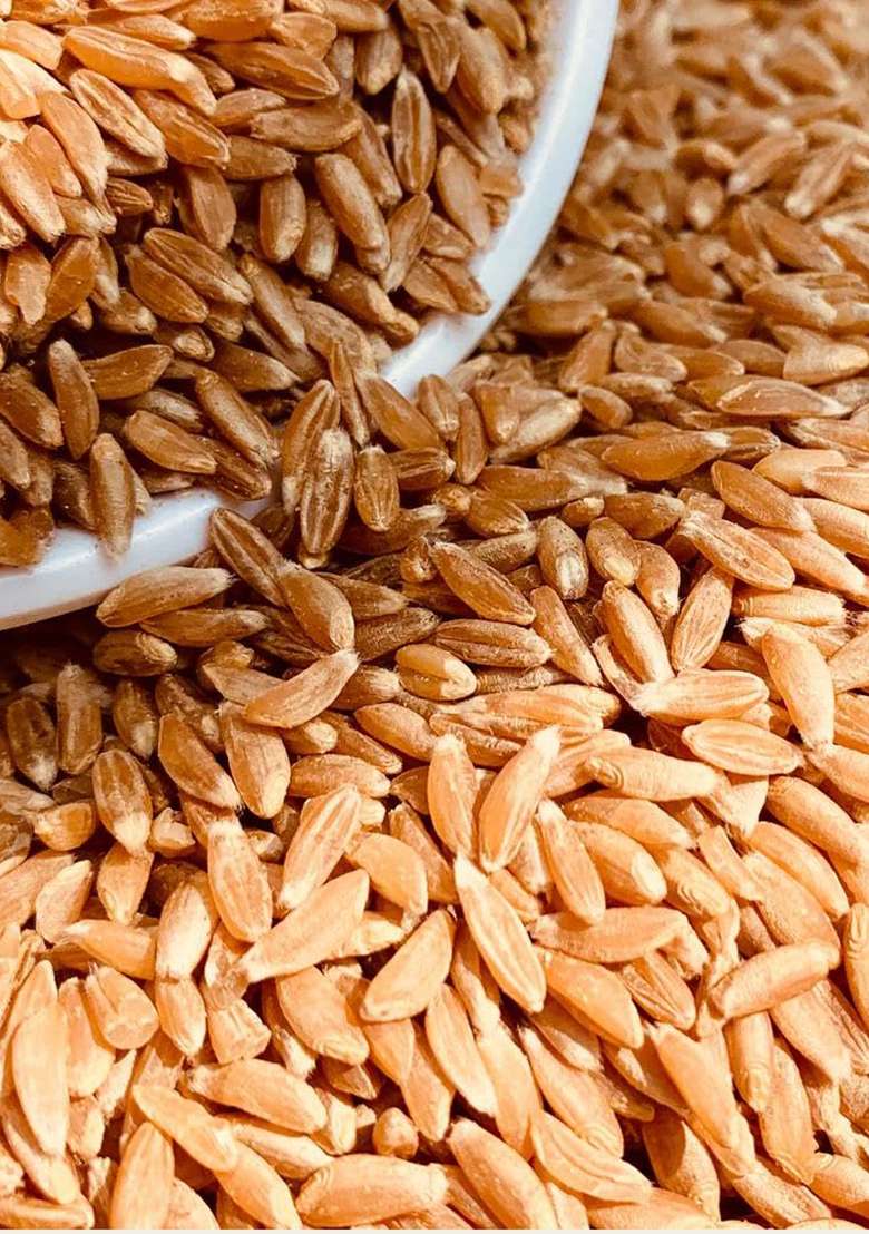 Satvadaily Khapli Wheat Jave Godhi 400G | Samba Whole Emmer Wheat | Java Godhuma - Indya