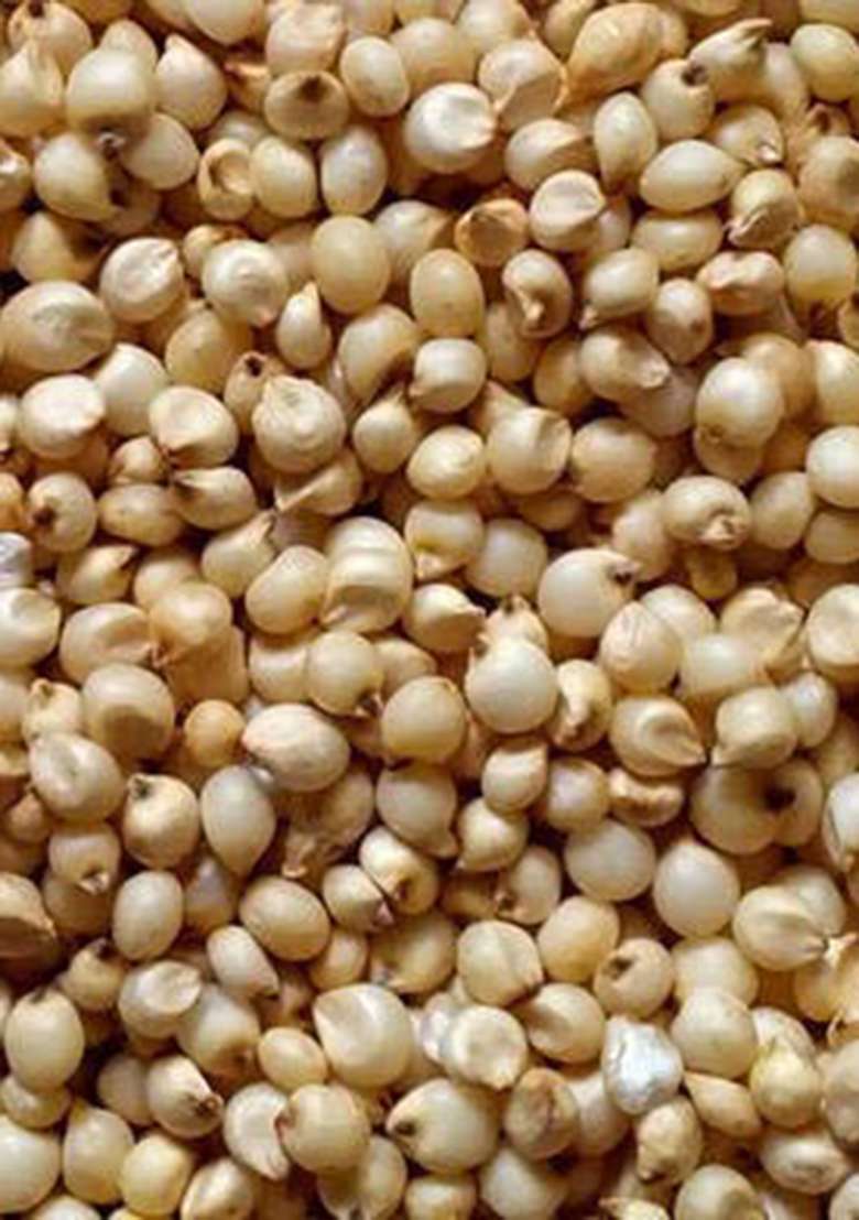 Diwali Sale Organic Superior Whole Grain A+ Grade Sorghum (Jowar) Seeds Sabut Jowar/Jonna, 500Gm Great Indian Festival - Indya