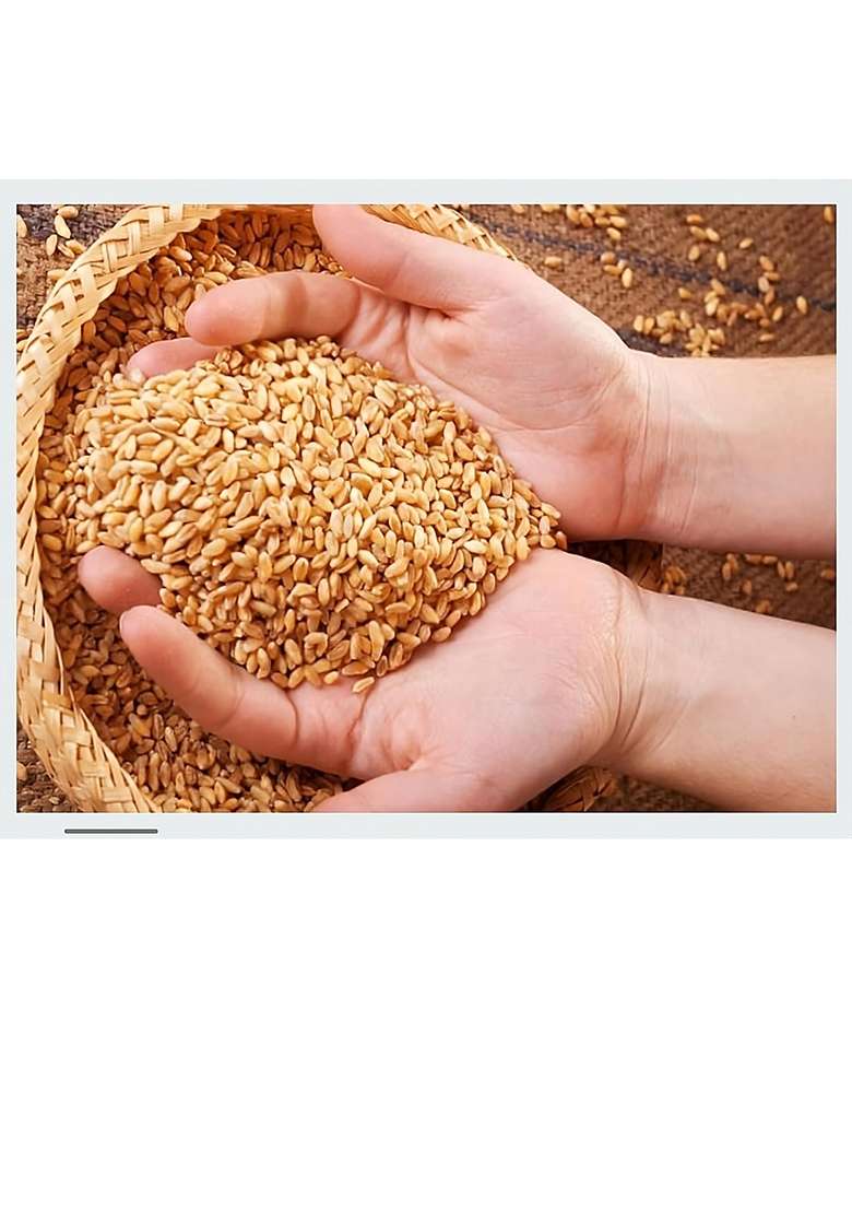 Mahalaxmi Shihor Sarbati Wheat 1Kg - Indya