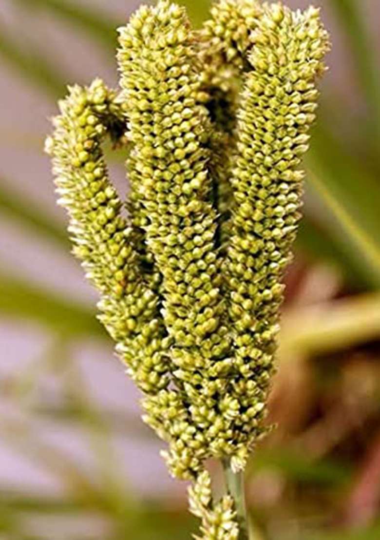 Saara Ragi Grain(Finger Millet)500 Grams - Indya
