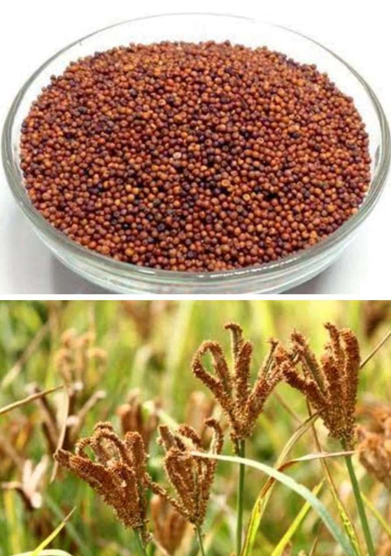 Saara Ragi Grain(Finger Millet)500 Grams - Indya