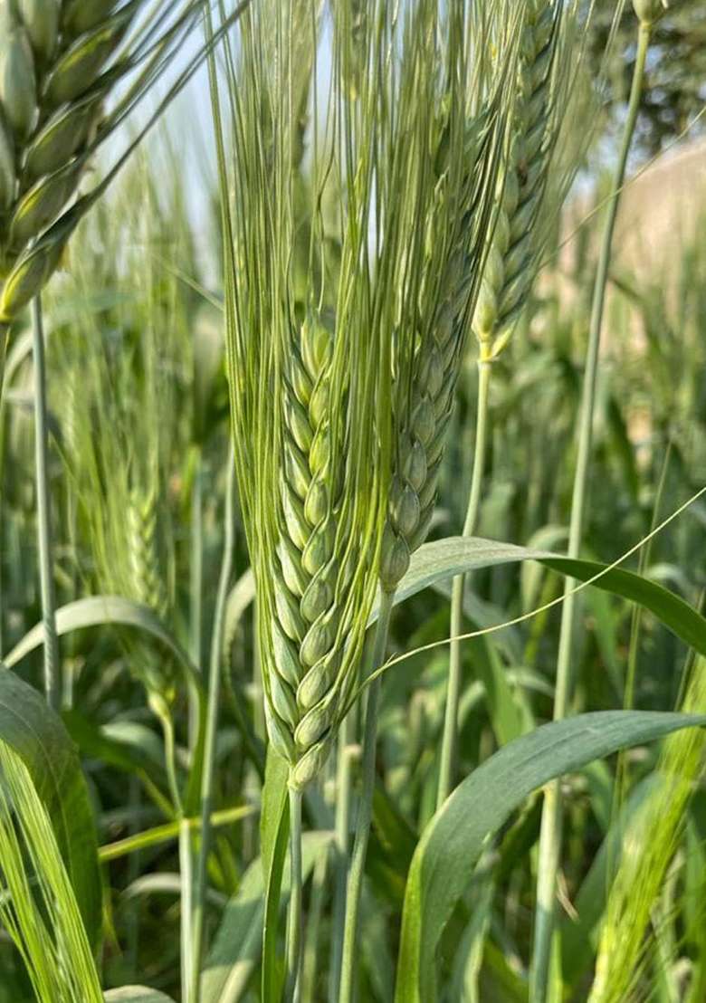 Tarai Organic Farms | Bansi Whole Wheat Flour (2Kg) | Stoneground | Cold Milled | Naturally Grown | Additives/Preservatives Free - Indya
