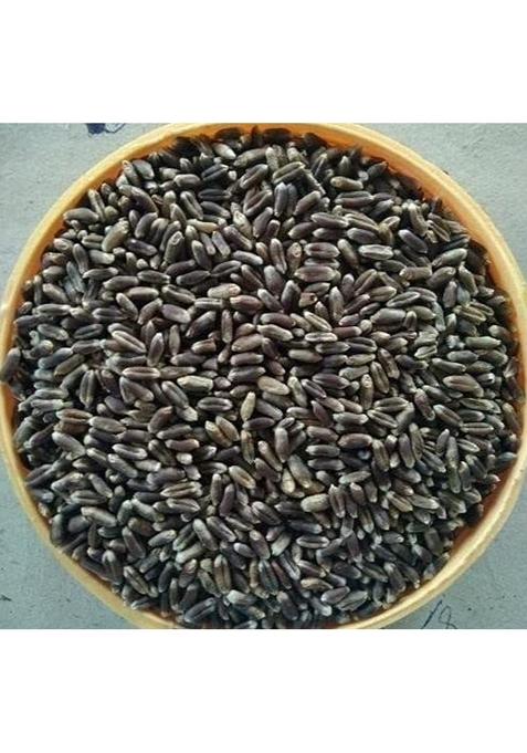 Malowal Farm Punjab Natural Black , Blue And Purple Wheat Seeds For Farming Sowing (1 Kg, Wheat)