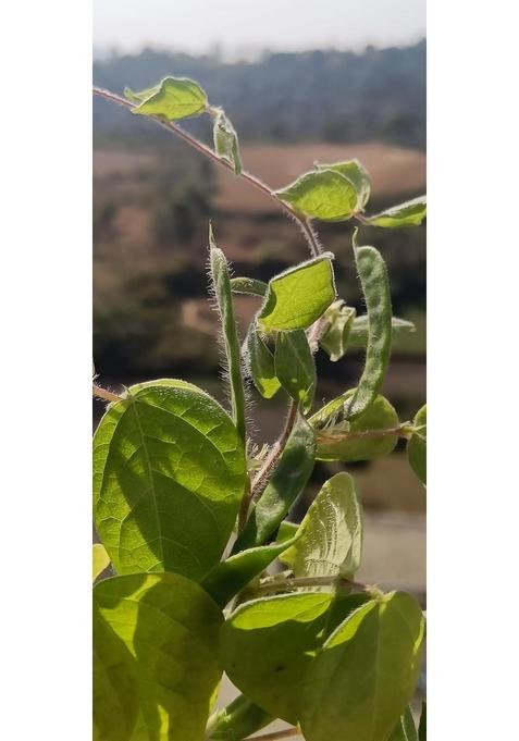 My Pahadi Store Store-Organic Natural Gehat Dal (Himalayan Horse Gram) Kulthi /500Gm