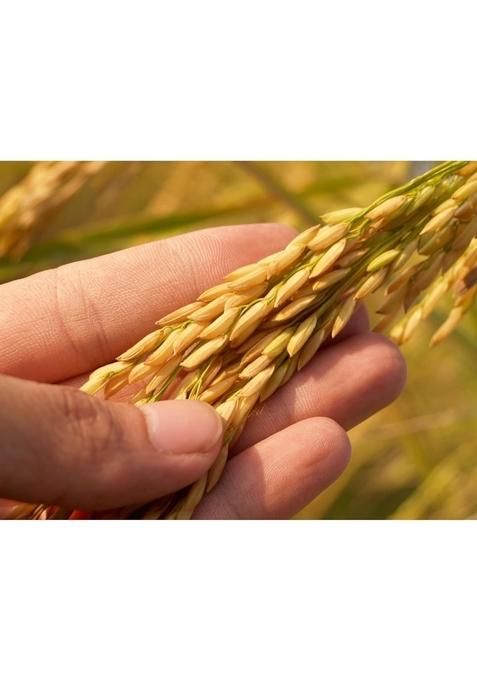 Mmr Global Pooja Chawal, Pongal Rice, New Fresh Crop (2024-25) Rice For Puja, Akshat 500 Gms