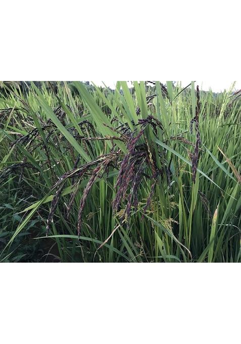 Farmer Fresh Original Black Rice Paddy Seed For Sowing - Pure Seeds (1 Kg)