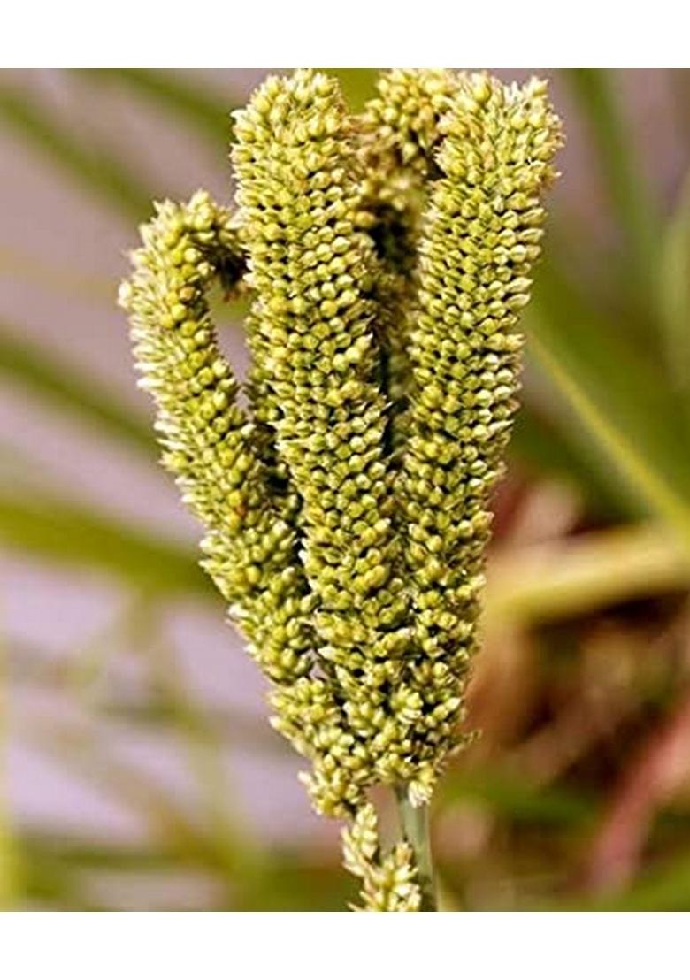 Saara Herbal Fresh Ragi Grain(Finger Millet) 950 Grams