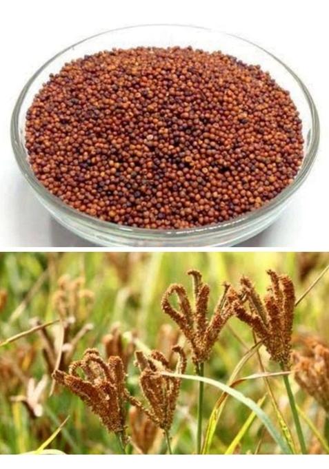 Saara Herbal Fresh Ragi Grain(Finger Millet) 950 Grams