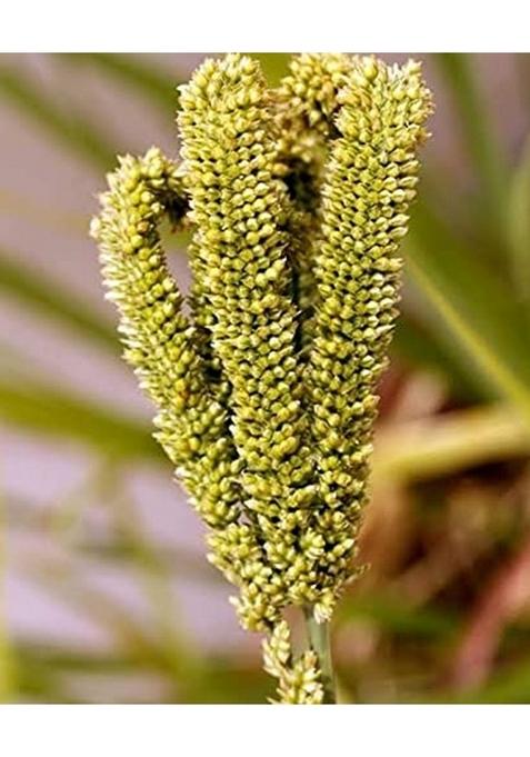 Saara Herbal Fresh Ragi Grain(Finger Millet) 950 Grams