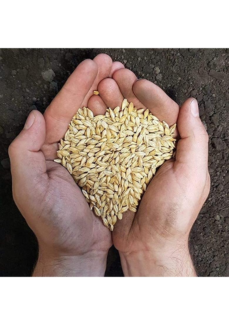 Jau Sabut (Barley Whole Grain)| 1 Kg Packing| With Fibre, Vitamins & Minerals| For Weight Loss & Improves Digestion| Rich In Nutrients| Heart Healthy