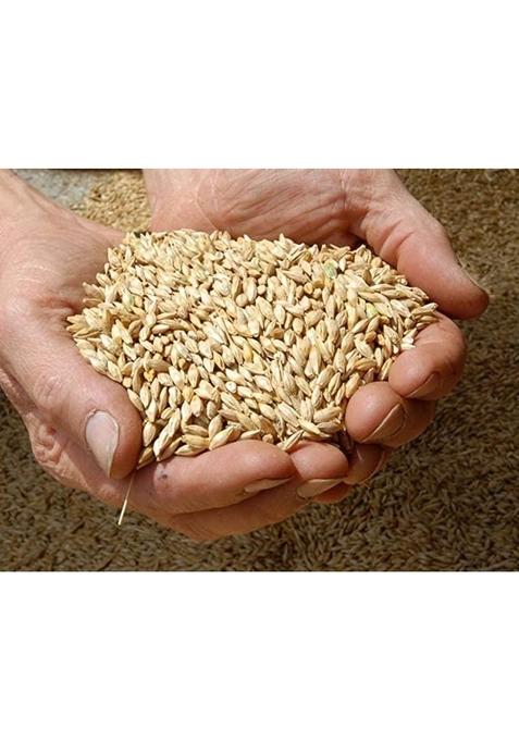 Jau Sabut (Barley Whole Grain)| 1 Kg Packing| With Fibre, Vitamins & Minerals| For Weight Loss & Improves Digestion| Rich In Nutrients| Heart Healthy
