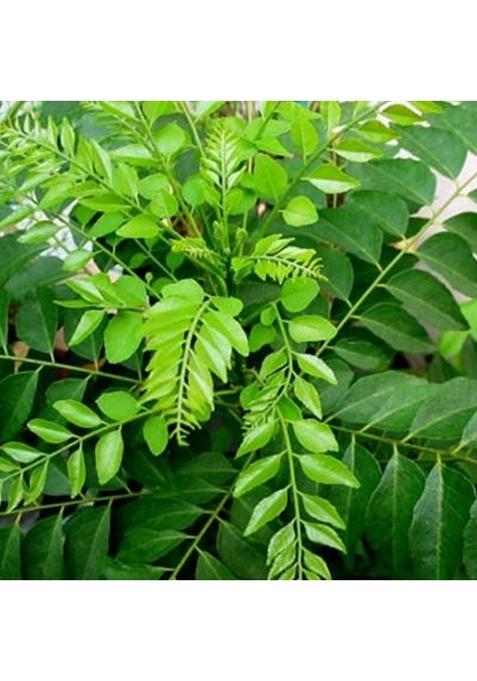 saara HERBAL FRESH Dry Curry Leaves (100 gram) Karuveppillai Dried Leaves,Dry Kadi Patta,Murrya koenigii,Curry Leaf for Eating, Cooking, 100g (Pack of 1 x 100g)