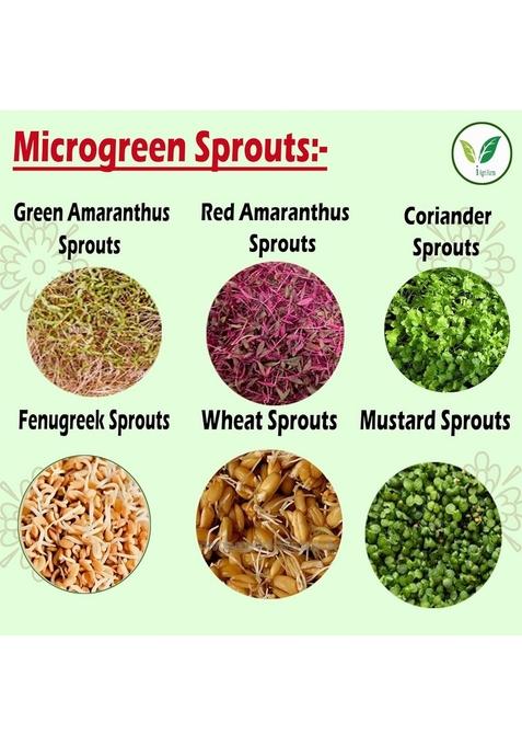IAgriFarm Microgreens Sprouting Seeds/Amaranthus Seeds (Red & Green), Coriander,Fenugreek Methi, Wheat Grass, Mustard /100g*6, Untreated Seed,Easy Grow