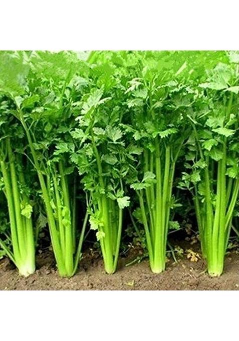 Plant Heart 300+ Hybrid Coriander Seeds (Coriandrum Sativum) - Rich Chinese Parsley/Dhania for Growing & Sowing