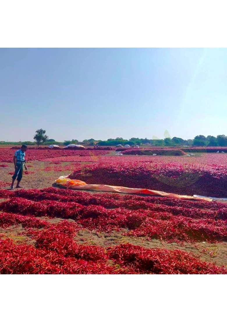 PURE PIK Byadgi Red Chilli whole organically Grown - 400 Gram/Red whole/Dry whole/Mirchi - Indya