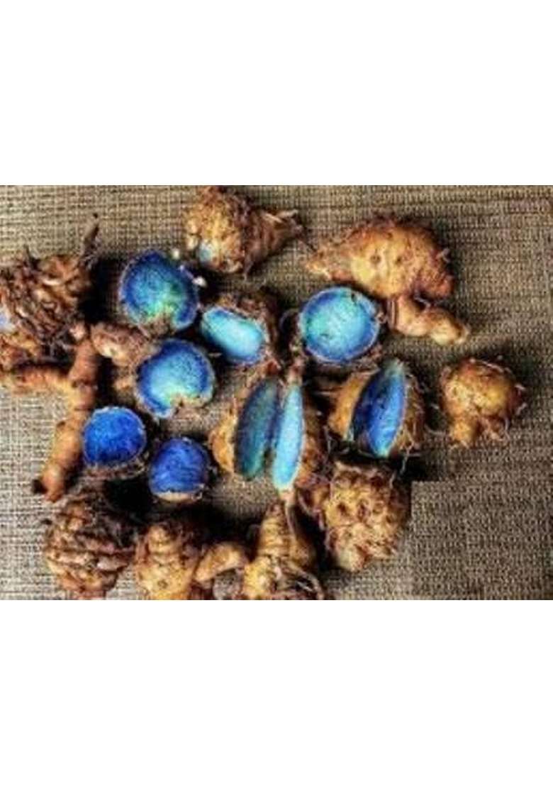 GABHISMEEN Original Kali Haldi or Black Turmeric Narkachur Narkachoor Raw and Natural (100 gram) - Indya